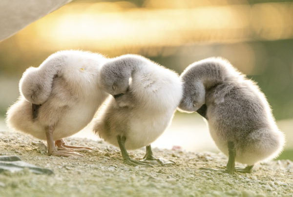 Baby-Schwäne-Wasserpark-Wien-Floridsdorf-18-05-20_3-2