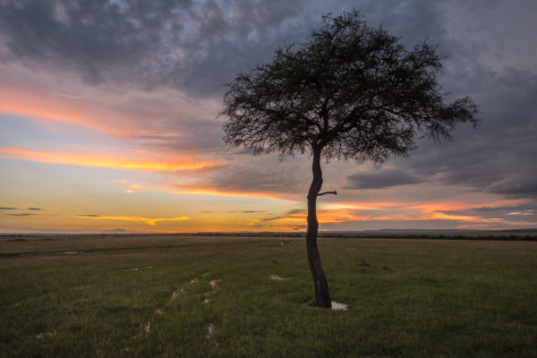 Baum und Wolkenstimmung Masai Mara 2018-1